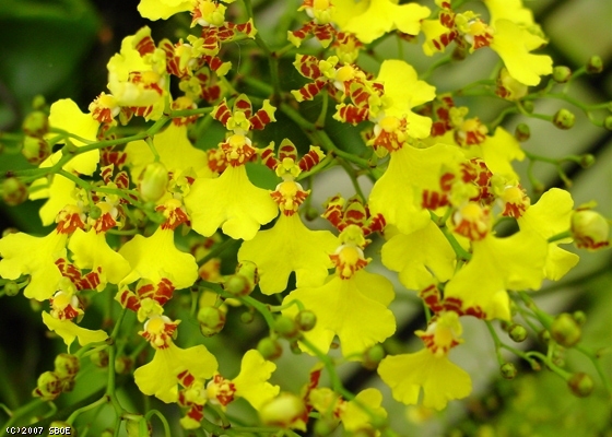 Oncidium